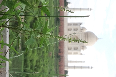Private Taj Mahal Sonnenaufgangstour von Jaipur aus - All InclusiveNur Fahrer, Transport & Reiseleiter