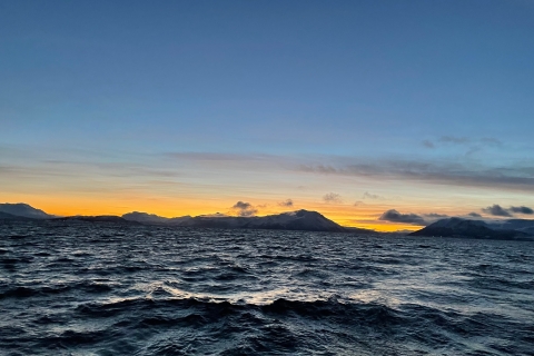 Tromsø: Arctic Fjord privé catamarancruise