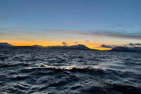 Tromsø: Arctic Fjord privé catamarancruise