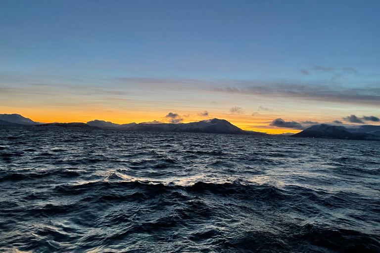 Tromsø: Kryssning i lyxig katamaran: Arctic Fjord Sightseeing CruiseTromsö: Sightseeingkryssning i Arktiska fjorden med lyxig katamaran