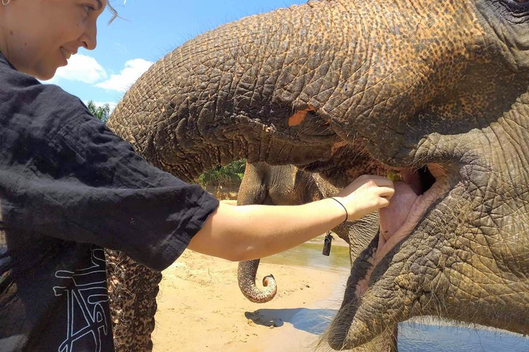 Krabi: visita guiada ao Elephant Care House com traslados de hotel