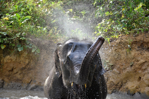 Krabi : Visite guidée de la maison de soins aux éléphants avec transferts à l'hôtel