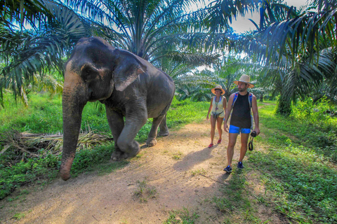 Krabi: Geführte Tour durch das Elefantenpflegeheim mit Hoteltransfers