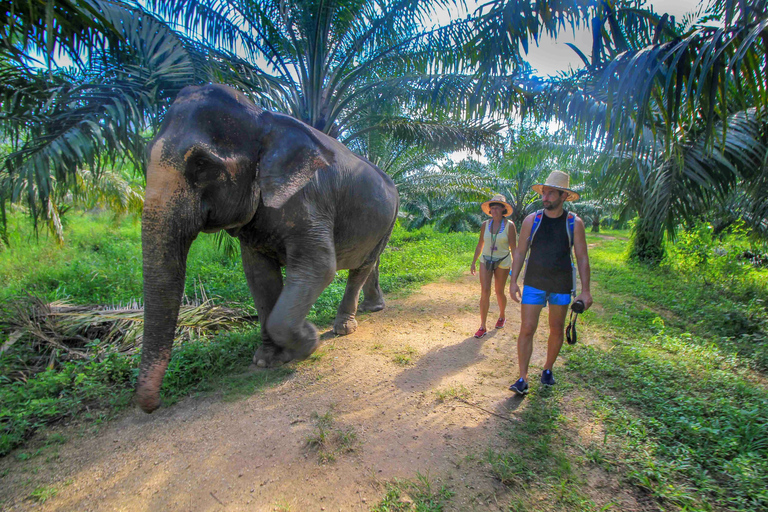 Krabi: rondleiding door het olifantenverzorgingshuis met hoteltransfers