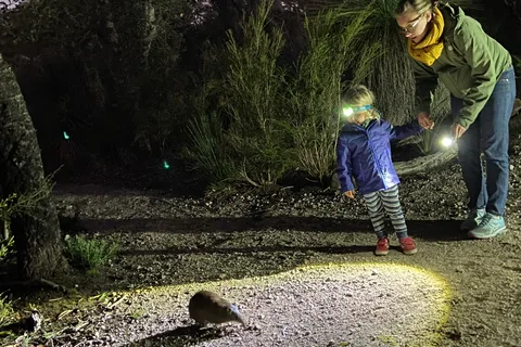 Busselton Excursión con animales nocturnos
