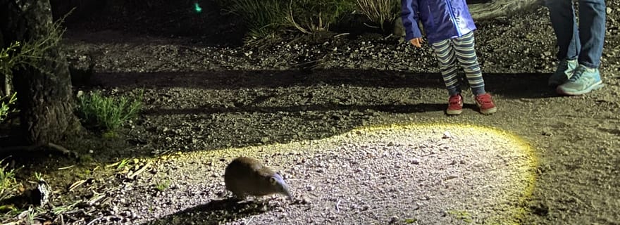 Busselton : Visite des animaux nocturnes