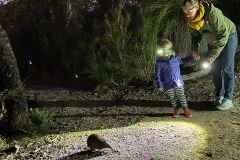 Busselton Excursión con animales nocturnos