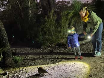 Busselton: Tour degli animali notturni