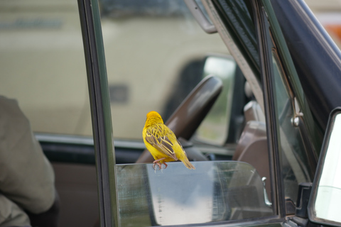 From Zanzibar: Nyerere National Park Game Drive with Lunch