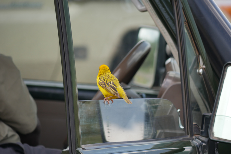 From Zanzibar: Nyerere National Park Game Drive with Lunch