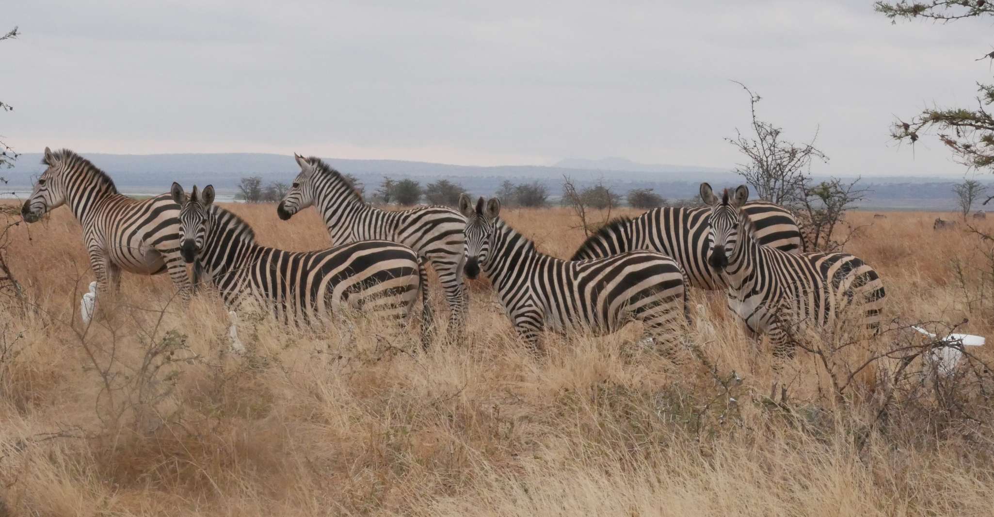 From Zanzibar, Nyerere National Park Game Drive with Lunch - Housity