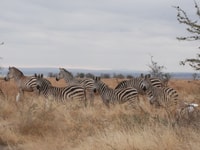 Desde Zanzíbar, Nyerere National Park Game Drive con almuerzo - Housity