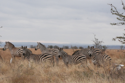 From Zanzibar: Nyerere National Park Game Drive with Lunch