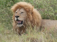 Desde Zanzíbar, Nyerere National Park Game Drive con almuerzo - Housity