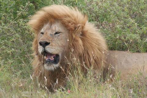 De Zanzibar: Safári no Parque Nacional Nyerere com almoço