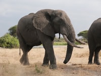 Desde Zanzíbar, Nyerere National Park Game Drive con almuerzo - Housity