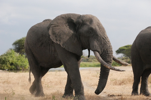 From Zanzibar: Nyerere National Park Game Drive with Lunch