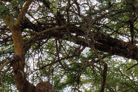 De Zanzibar: Safári no Parque Nacional Nyerere com almoço