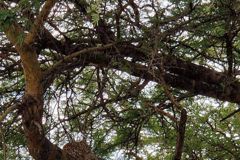 Le meilleur safari d'un jour de Zanzibar à Selous G.R.Safari d'une journée dans le Selous au départ de Zanzibar