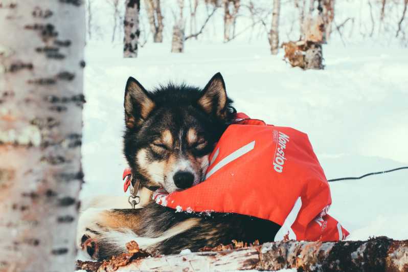 Tromso: spedizione di 8 giorni in slitta trainata da cani con Alaskan Huskies