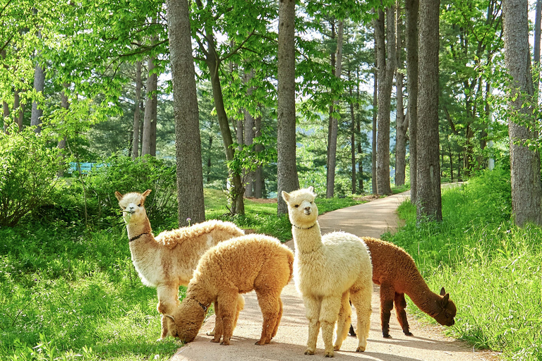 Seoul: Alpaca World, Railbike and opt Garden of Morning Calm Alpaca+Bike Shared Tour, Meet at Dongdaemun