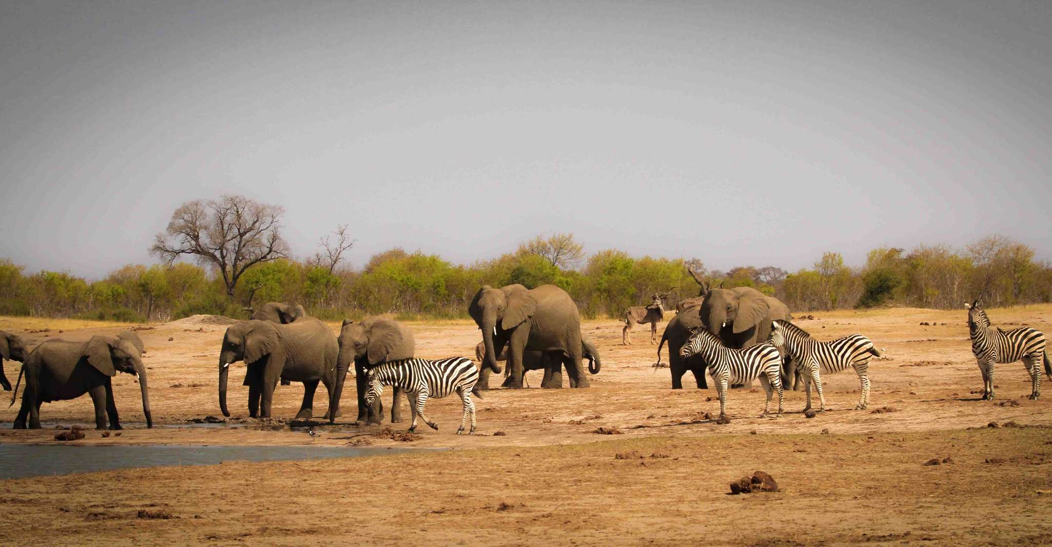 Victoria Falls, Chobe National Park Day Trip with Lunch - Housity