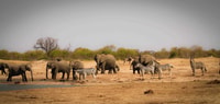 维多利亚瀑布（Chobe National Park）与午餐一起旅行 - Housity