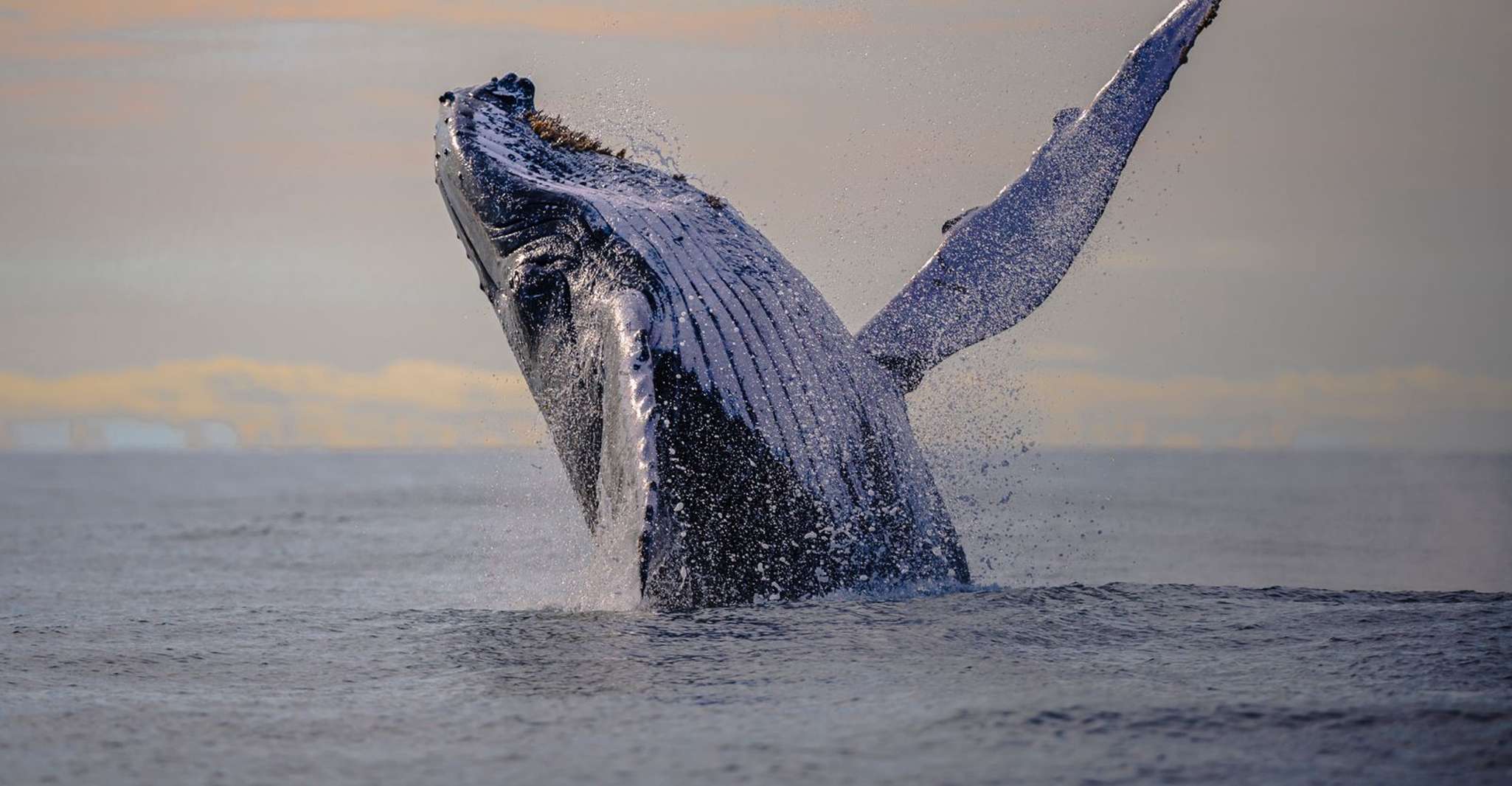 De Cali, voyage d'observation des baleines à Buenaventura - Hizvo