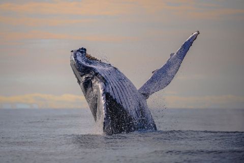 Cali: Whalewatching Daytrip in Buenaventura