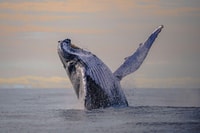 Desde Cali, excursión de un día de observación de ballenas en Buenaventura - Hizvo