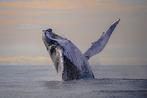 Cali: Excursión de un día para observar ballenas en BuenaventuraOpción Estándar