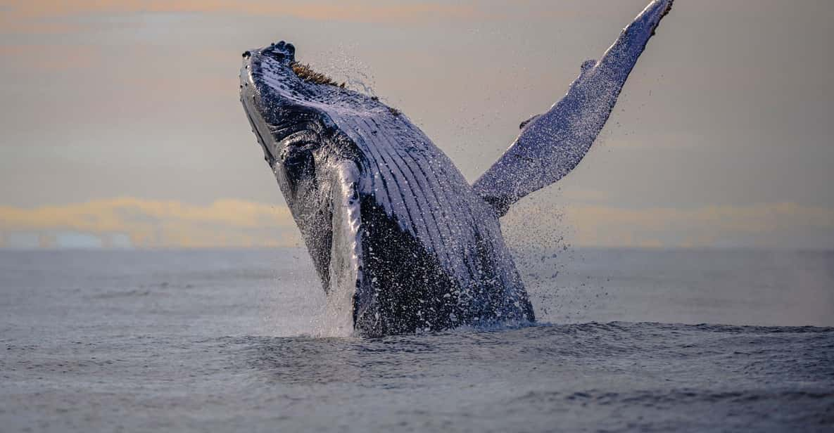 From Cali: Whale Watching Day Trip in Buenaventura | GetYourGuide