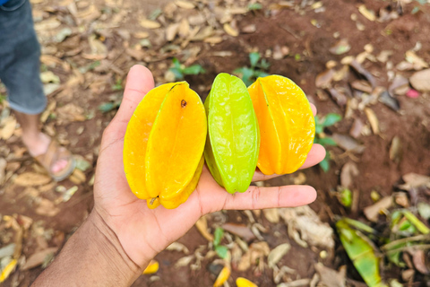 Zanzibar: Jozani-skogen, kryddgård, privat tur i Stenstaden