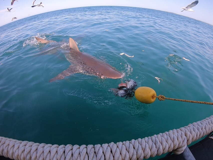 kleinbaai-excursi-n-en-barco-para-avistar-tiburones-con-inmersi-n-en
