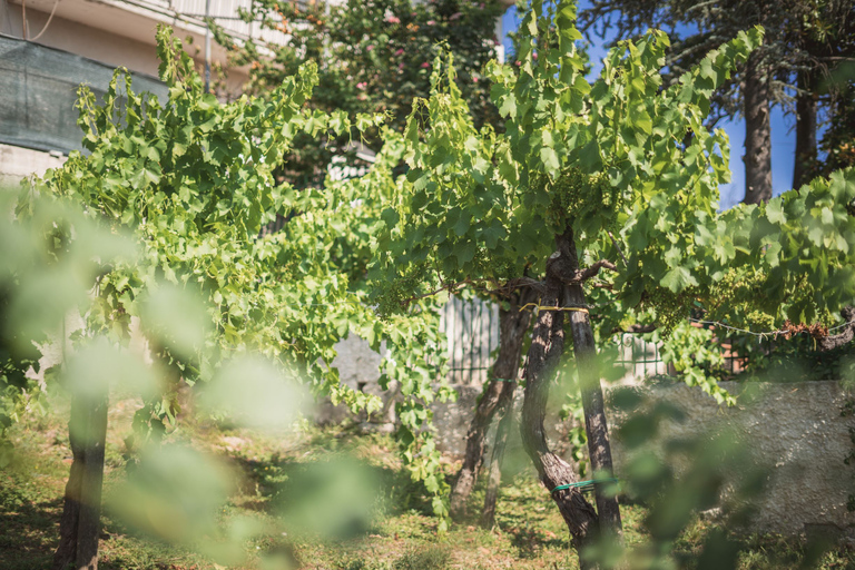 Desde Sorrento y Nápoles: Cortecorbo Experiencia de Vino y Cocina