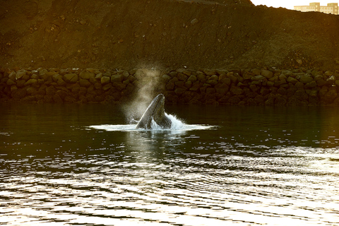 Reykjavik: Wal- und Meeresabenteuer-TourVom Treffpunkt