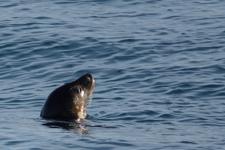 Reykjavik: Wal- und Meeresabenteuer-TourVom Treffpunkt