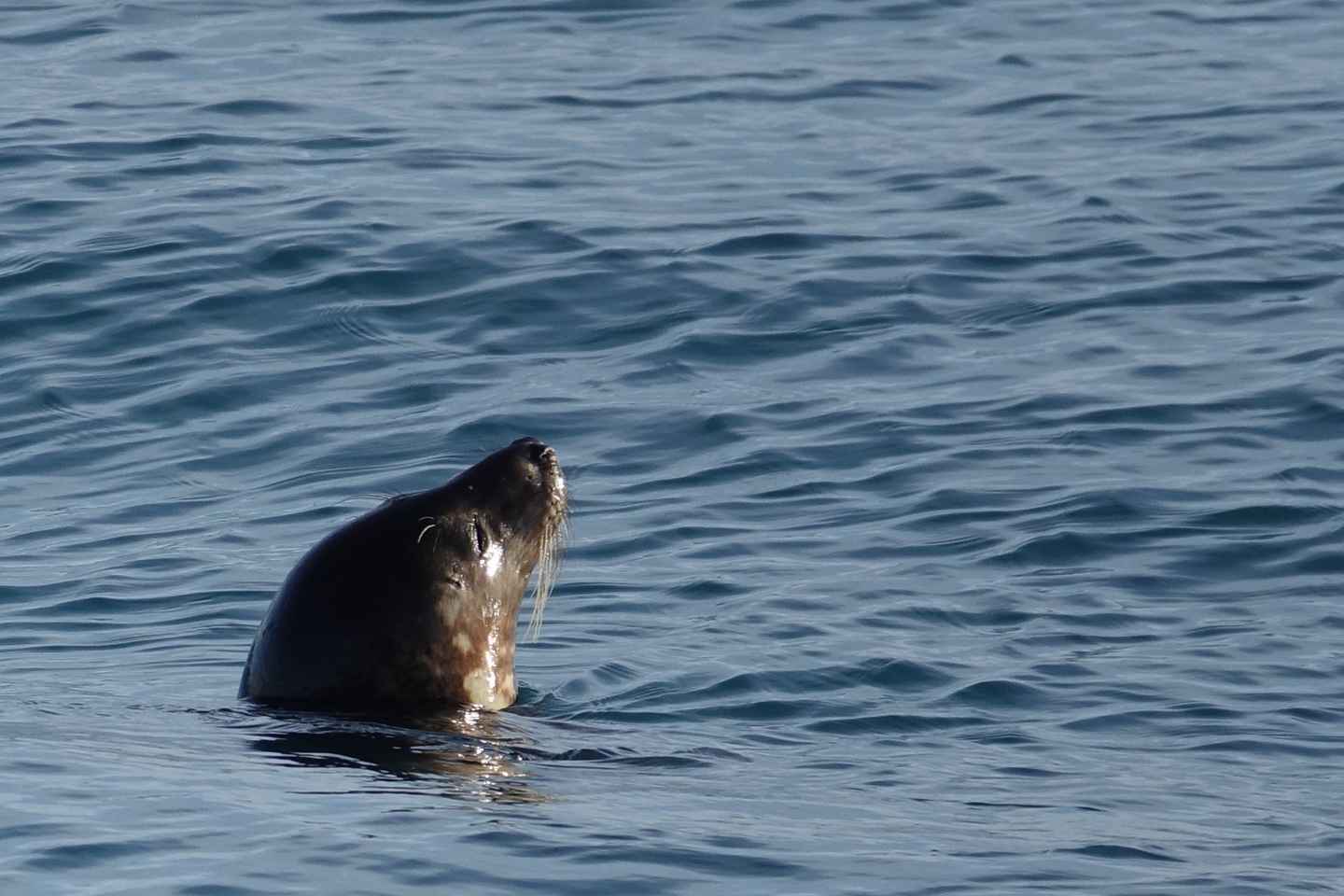 Reykjavik: Whale & Marine Adventure Tour
