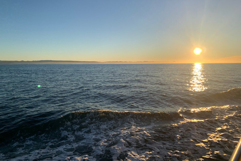 Reykjavik: Wal- und Meeresabenteuer-TourVom Treffpunkt