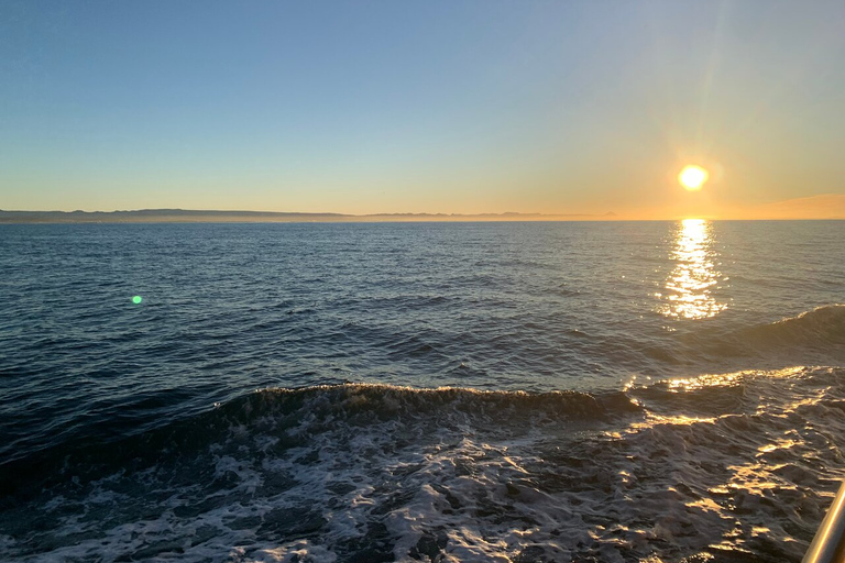 Reykjavik: Wal- und Meeresabenteuer-TourVom Treffpunkt