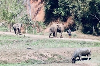 Chiangmai, Highlights Full-Day Tour con Autista Privato - Hizvo