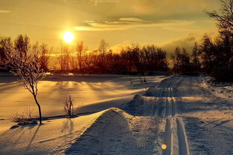 Tromsø: Cross Country Course with a Guide and Views