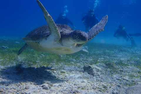Protaras: Cape Grecko Single Dive for Qualified Divers