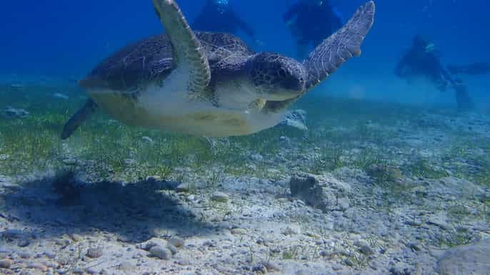 Protaras: Cape Greco Single Dive for Qualified Divers
