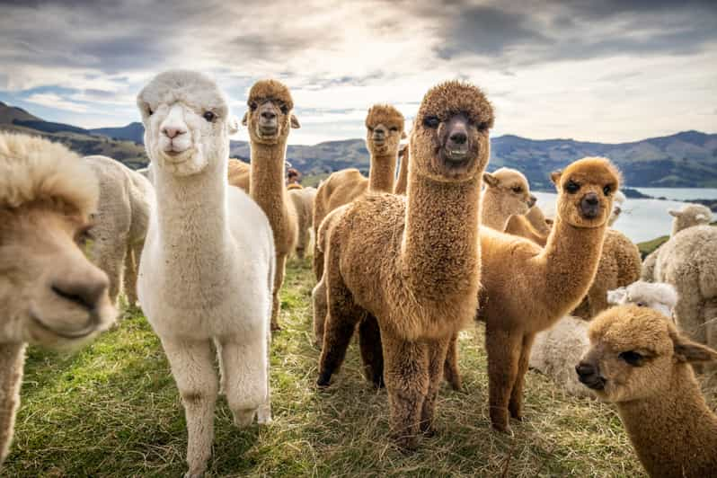 2024 Acquintance With Alpacas At Shamakhi Azerbaijan 57 OFF