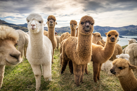 From Baku: Shamakhi Alpaca Tour