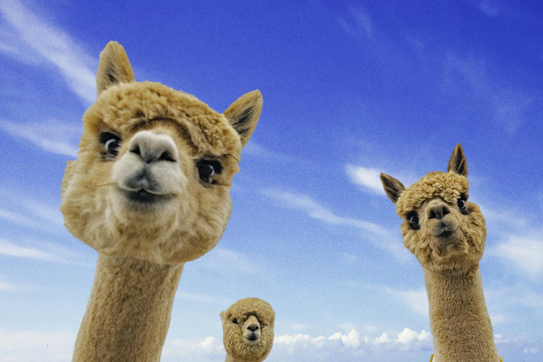 Z Baku: Shamakhi Alpaca Tour