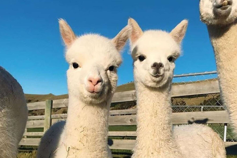 Da Baku: tour della città di Shamakhi e della fattoria degli alpaca