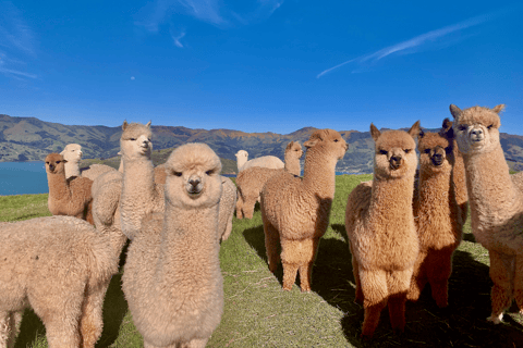 From Baku: Shamakhi Alpaca Tour