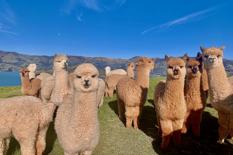 Z Baku: Shamakhi Alpaca Tour